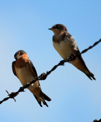 Barn Swallow