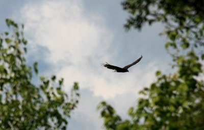 Turkey Vulture