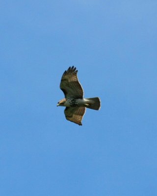 IMG_2563RS.JPG