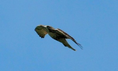 IMG_2574RS.JPG