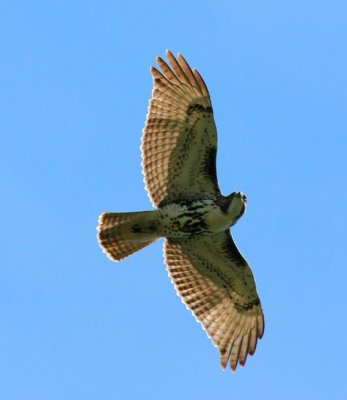 IMG_2580RS.JPG