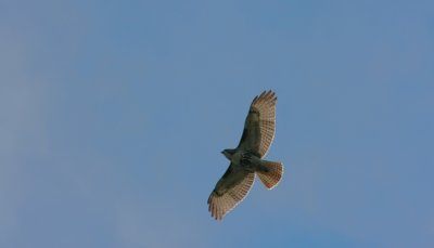 IMG_2585RS.JPG