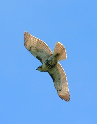 IMG_2589RS.JPG