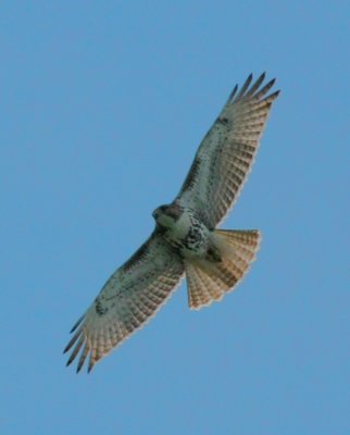 IMG_2592RS.JPG