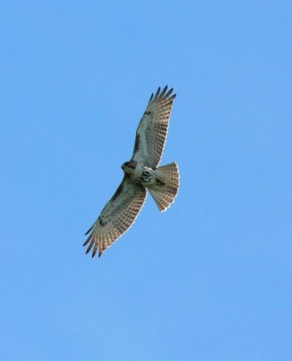 IMG_2593RS.JPG