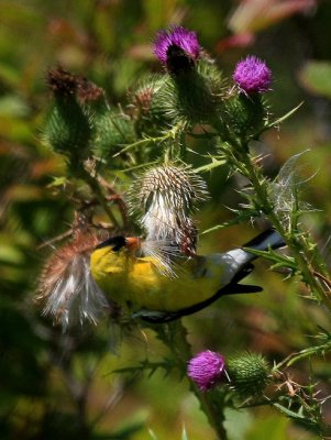 American Goldfinch, Indian Trails, PA, August 2011