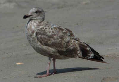 Herring Gull