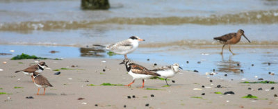 Semi-palmated Plover, Common Tern, Ruddy Turnstone, Sanderling & Short-billed Dowitcher