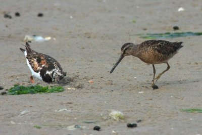 Ruddy Turnstone & Short-billed Dowitcher