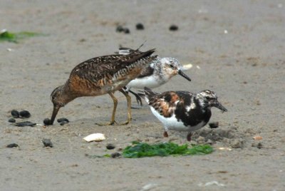 Short-billed Dowitcher, Sanderling & Ruddy Turnstone