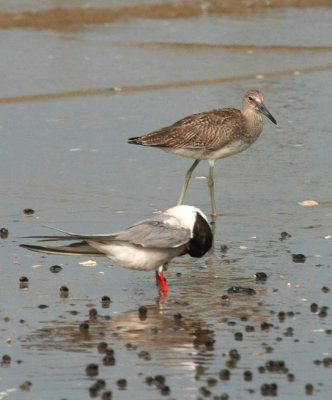 Common Tern & Willet