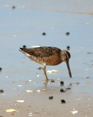 Short-billed Dowitcher