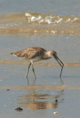 Short-billed Dowitcher