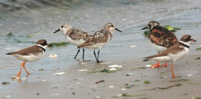 Semi-palmated Plovers (L & R), two Sanderlings & Ruddy Turnstone