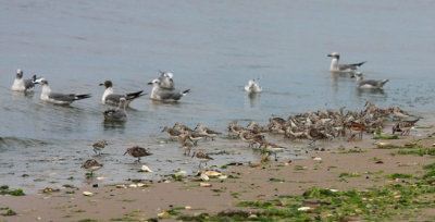 Laughing Gulls, Ruddy Turnstone, etc.