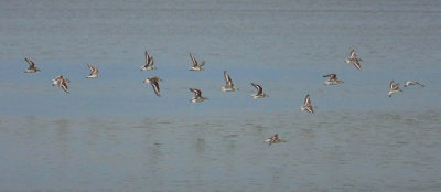 Various, in-flight