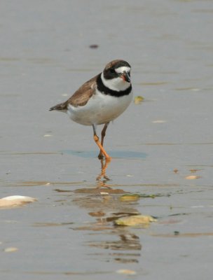 Semi-palmated Plover