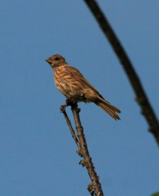 House Finch, Rocky Point, NY, August 2011