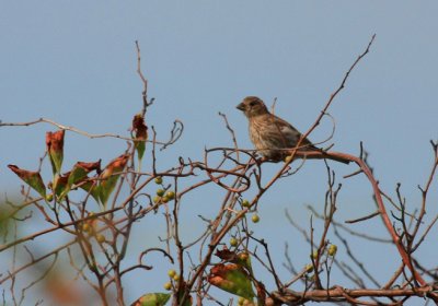 House Finch, Rocky Point, NY, August 2011