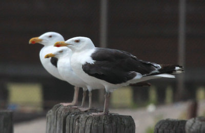 GreateBlack-backed Gull