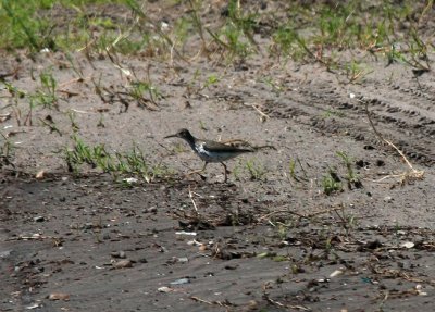 Common Sandpiper?