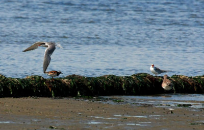 Common Tern, Ruddy Turnstone, etc.