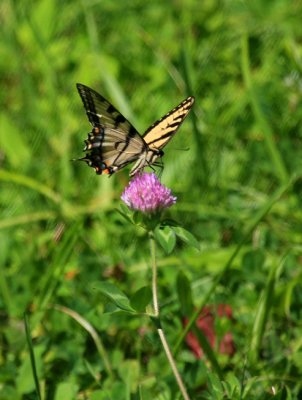 IMG_4262RS.JPG