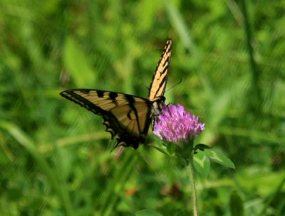 IMG_4266RS.JPG