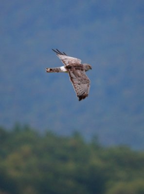 Northern Harrier