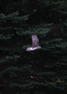 Northern Harrier