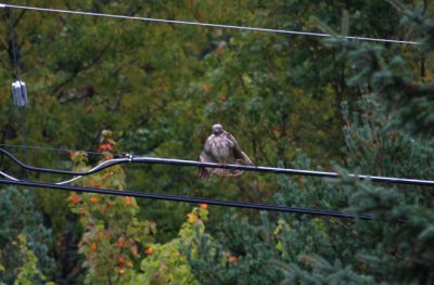 Red-shouldered Hawk