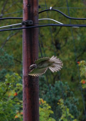 Red-shouldered Hawk