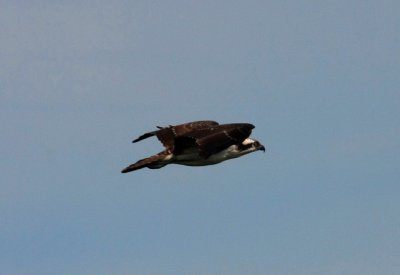 IMG_4594RS.JPG
