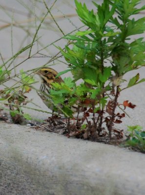 Savannah Sparrow, Eastern, Fort Tilden, NY, September 17, 2011