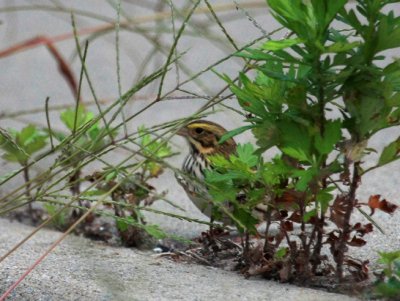 Savannah Sparrow, Eastern, Fort Tilden, NY, September 17, 2011