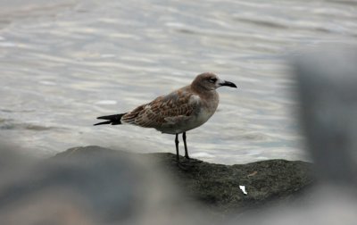 Laughing Gull