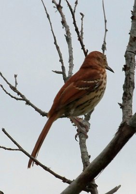 Brown Thrasher