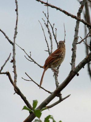 Brown Thrasher