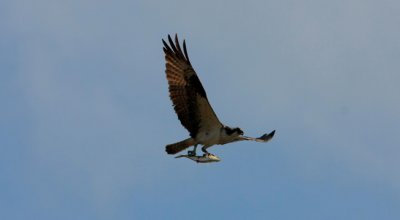 IMG_6123RS.JPG