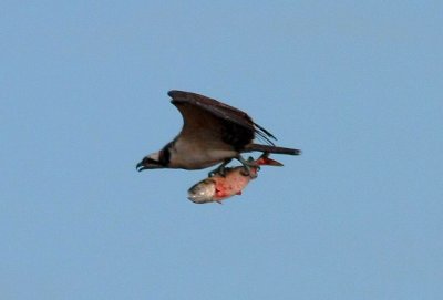 IMG_6146RS.JPG