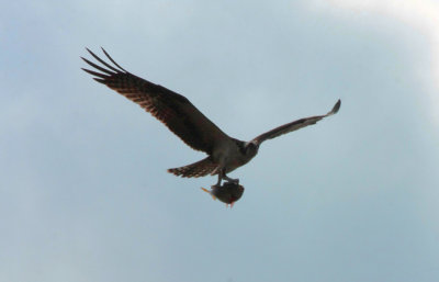 IMG_6172RS.JPG