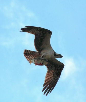 IMG_6175RS.JPG