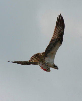 IMG_6176RS.JPG