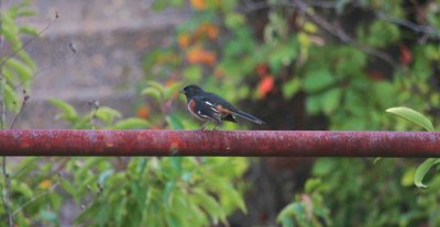 Eastern Towhee