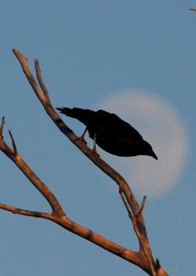  Crow