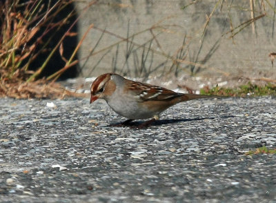 White-crowned Sparrow