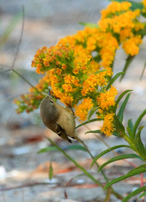 Ruby-crowned Kinglet, Breezy Pt., NY, 11-10-08