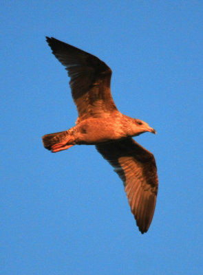 Herring Gull