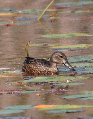 Green-winged Teal