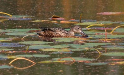 Green-winged Teal